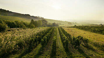 A picture shows vineyards in Thermenregion