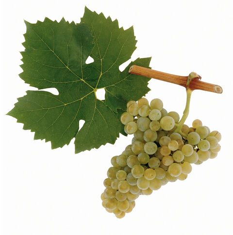 Müller-Thurgau A picture shows grapes of the grape variety Müller-Thurgau